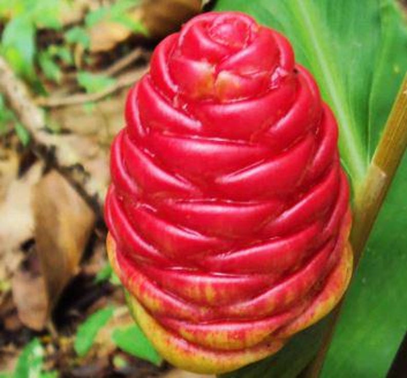 Shampoo Ginger Plant - Half Gallon Pot