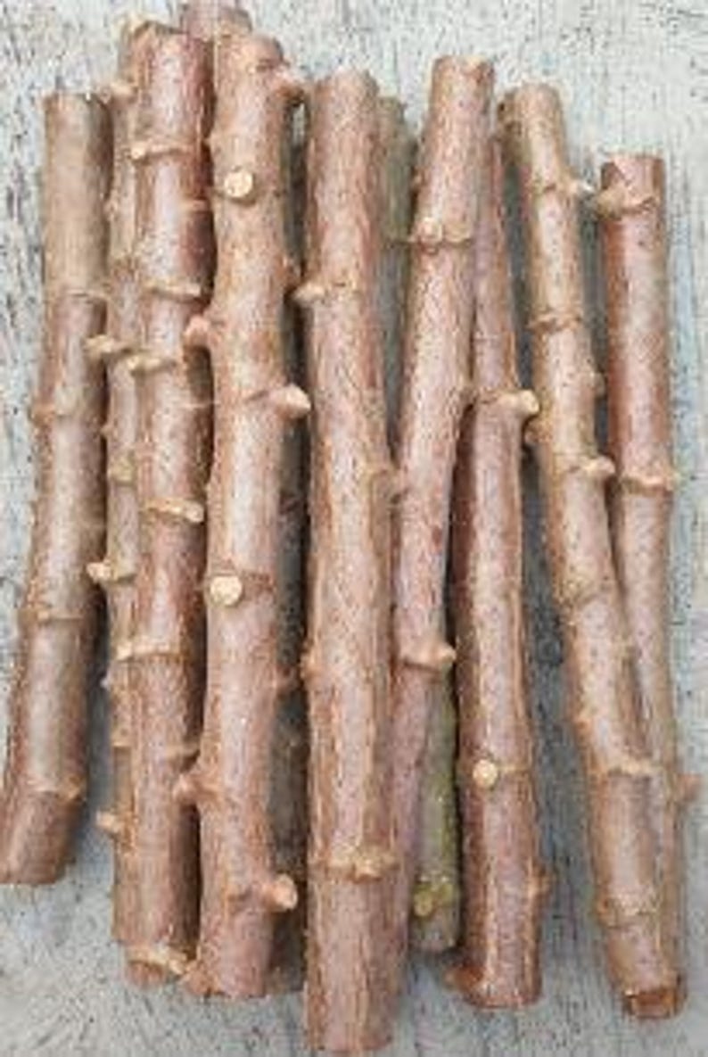 Yucca Cassava Cuttings - 5 Pack, 6-10 Inch, Easy to Grow for Propagation - Manihot esculenta