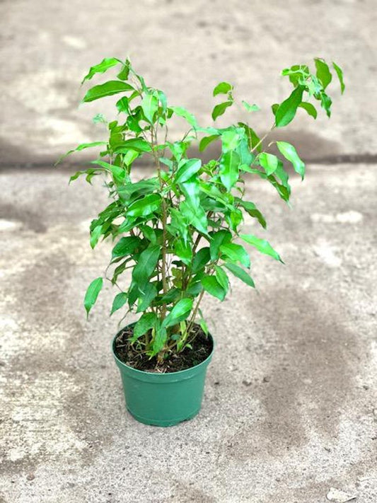 Ficus Benjamina Midnight - 1ft Plant in 6" Pot - Indoor Decorative Houseplant - Ficus benjamina