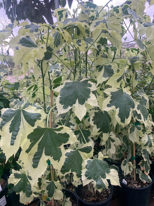 Abutilon 'Savitzii' Plant in 6” Pot - Flowering Indoor/Outdoor Tropical Shrub
