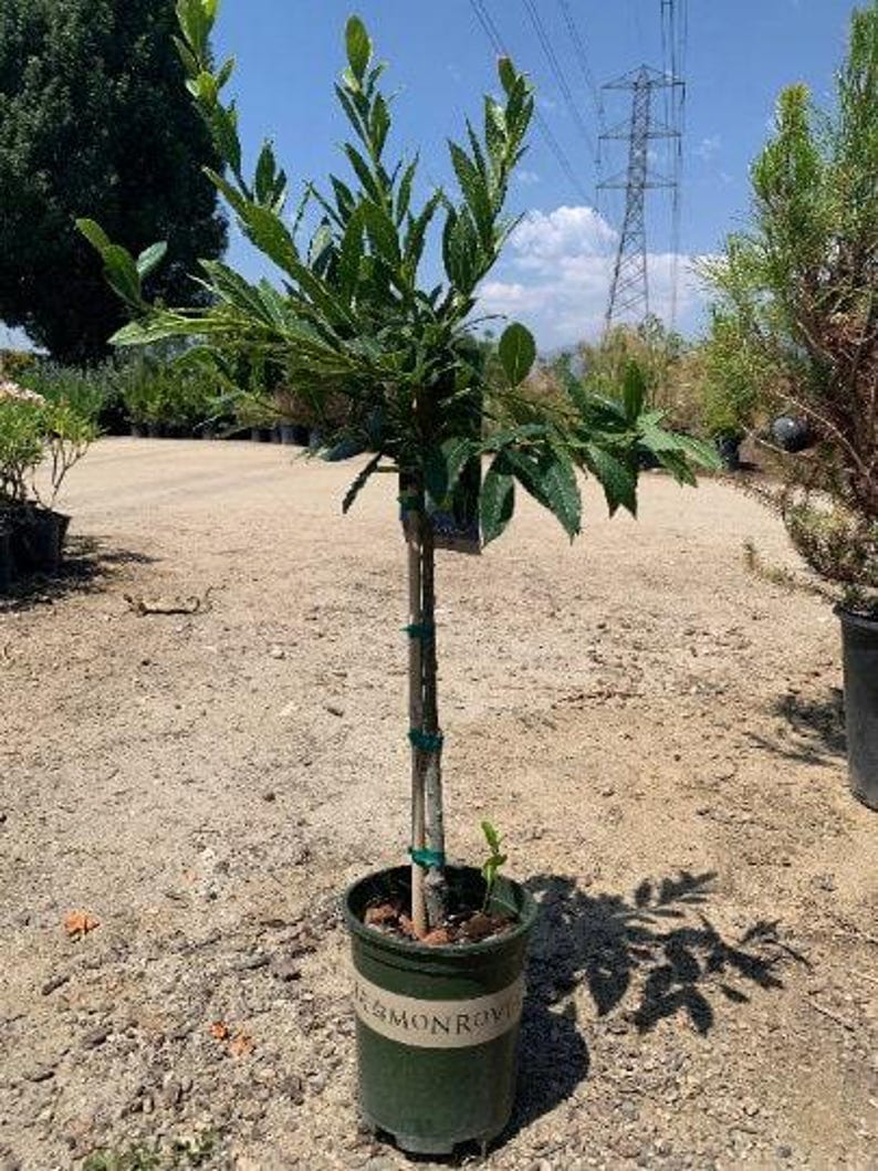 Little Ragu Sweet Bay Plant - Live 1 ft in 6” Pot - Aromatic Foliage - Laurus nobilis
