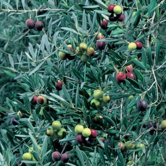 Manzanillo Olive Tree - 2 Feet - 6" Pot - Olea europaea - Ideal for Olive Oil and Eating