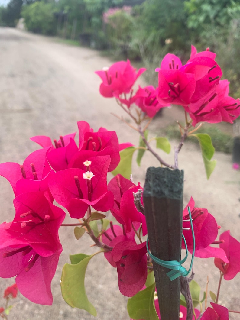 Bougainvillea Live Plant 1-2 ft Magenta Flowering Vine Bougainvillea barbara karst