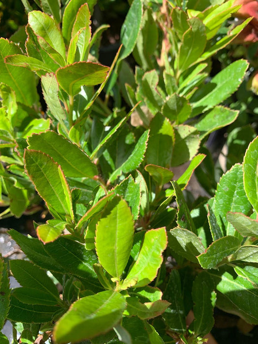 Arbutus unedo Live Plant 1 ft in 6" Pot - Strawberry Tree - Evergreen with White Flowers and Red Berries
