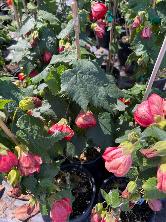 Abutilon ‘Jerry’s Red Wax’ Plant - 1 Gal Pot - Easy to Grow - Dark Red Flowers - Hummingbird Friendly - Indoor/Outdoor