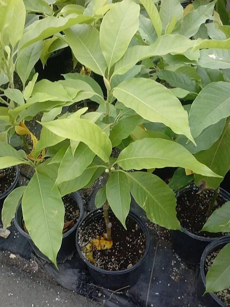 White Champaca Tree - 2 ft Grafted Air Layered - Michelia alba - Ships ...