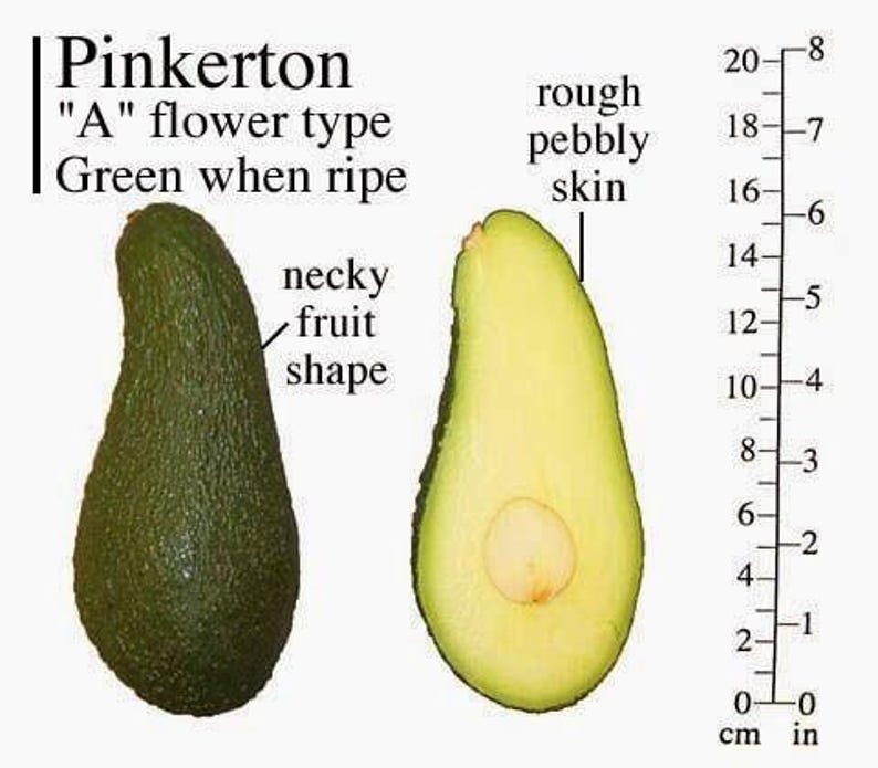 Grafted Pinkerton Avocado Tree - 3 to 4 Feet Tall - Bigger Trunk - Persea americana