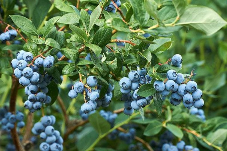 Misty Blueberry Plant 1ft Tall in 6" Pot - Vaccinium 'Misty' Blueberries for Home Garden