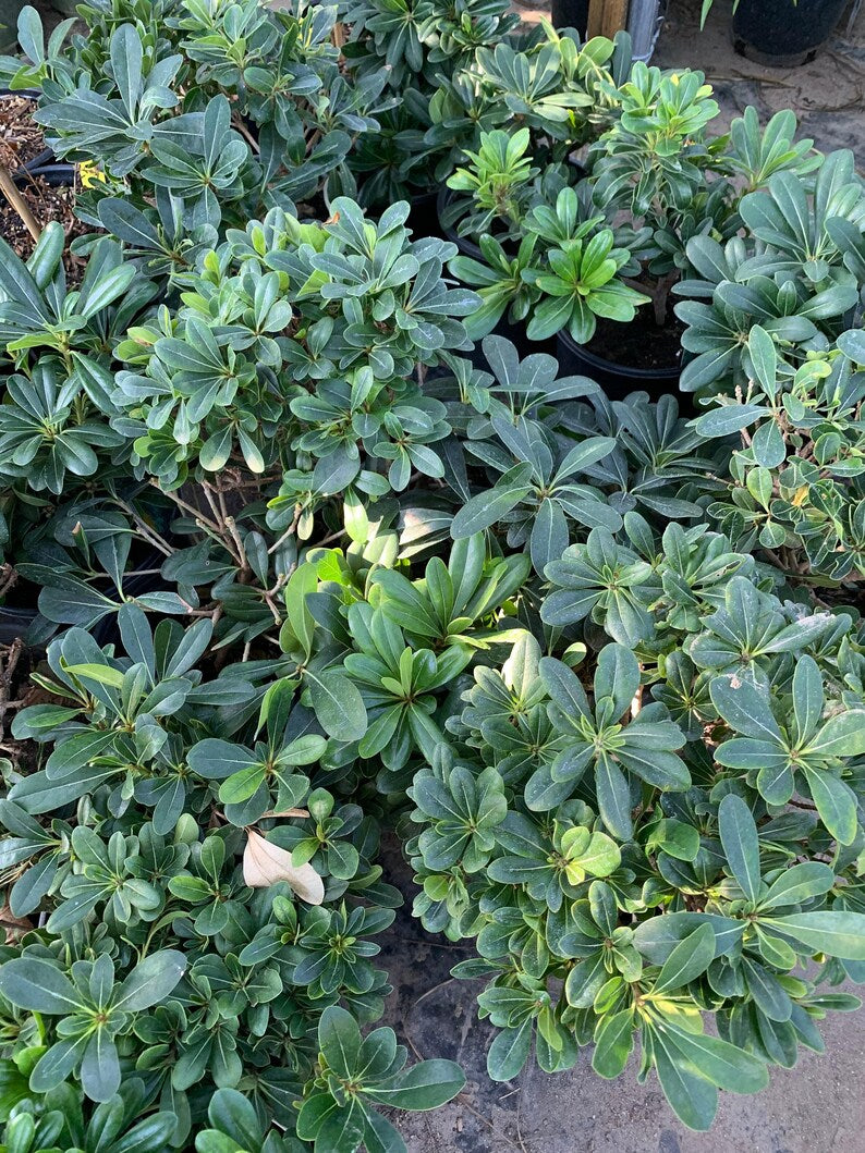 pittosporum indoor plant Tobira Green Live Plant in 6