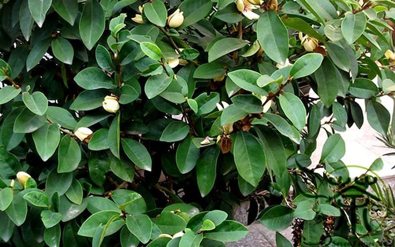 Banana Shrub Plant - 1 Gallon - Michelia Figo - Fragrant Yellow Flowers - Perfect for Scented Gardens