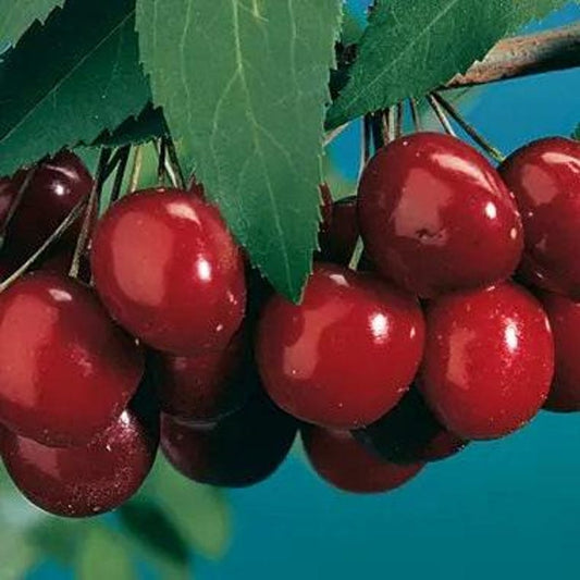 Black Tartarian Sweet Cherry Tree - 3 to 4 Feet Tall - 3 Gallon Pot - Prunus avium