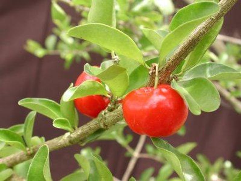 Barbados Cherry Plant - 1ft Tall - 6" Pot - Malpighia emarginata - Fast Growing Fruit Tree for Juices & Jams