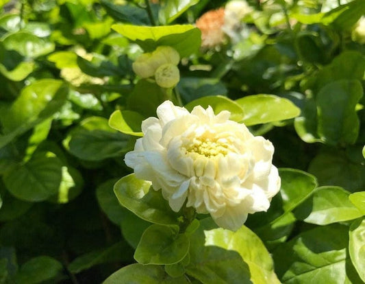 Grand Duke Jasmine Live Plant 1 Foot Tall in 6" Pot - Jasminum sambac