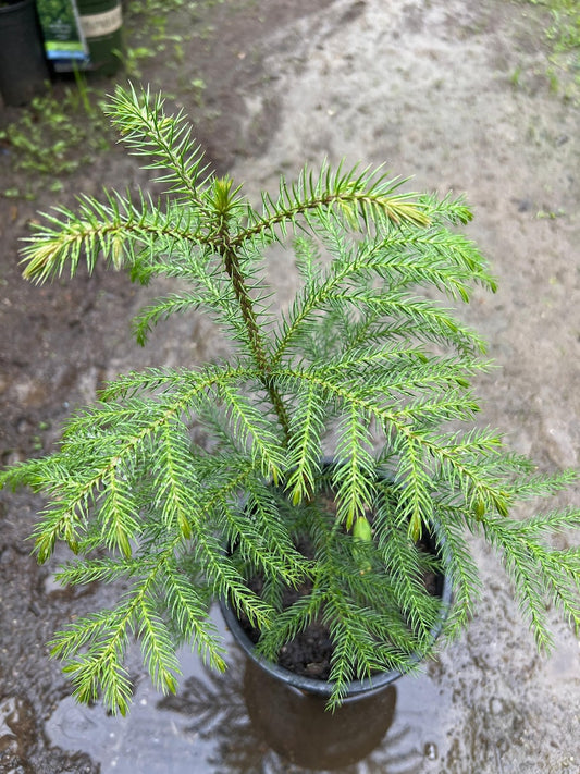 Araucaria Heterophylla - 1 ft Ship Plant in 1 Gallon Pot - Ideal Indoor Houseplant for Home Decor