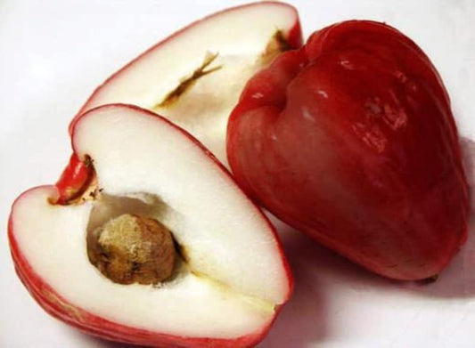 Malay Apple Plant - 2 to 3 Feet Tall - Syzygium malaccensis - 3 Gallon Pot - Tropical Fruit Tree