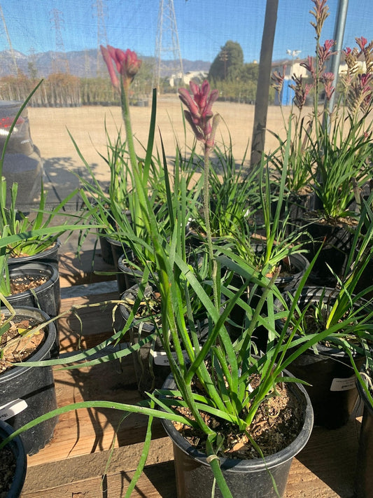 Kangaroo Paw Plant in 6" Pot - Pink Variety (Anigozanthus) - Ideal for Gardens and Containers