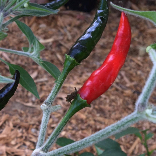 Black Cobra Pepper Live Plant in 3” Pot - Capsicum annuum - Spicy, Ornamental Variety for Home Garden or Indoor Decor