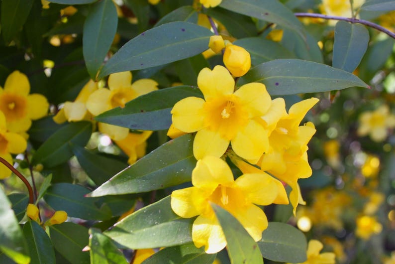 Carolina Jasmine Vine - 1-2 ft, Yellow Blooms, Gelsemium sempervirens, 1 Gallon Pot