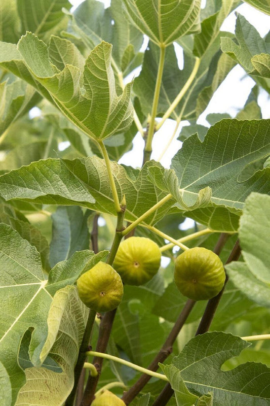 Kadota Fig Plant - 1ft Tall - Greenish Yellow Fruit - Ficus carica - 6" Pot - Deciduous Garden Tree for Zones 5 & 6