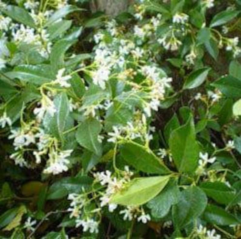 Star Jasmine Plant - 3 Gallon Pot - Trachelospermum jasminoides 'Star Jasmine' - Fragrant Climbing Vine