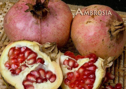 Ambrosia Pomegranate Plant - 6" Pot - Sweet-Tart Purple Juice - Ambrosia Pomegranate (Punica granatum)