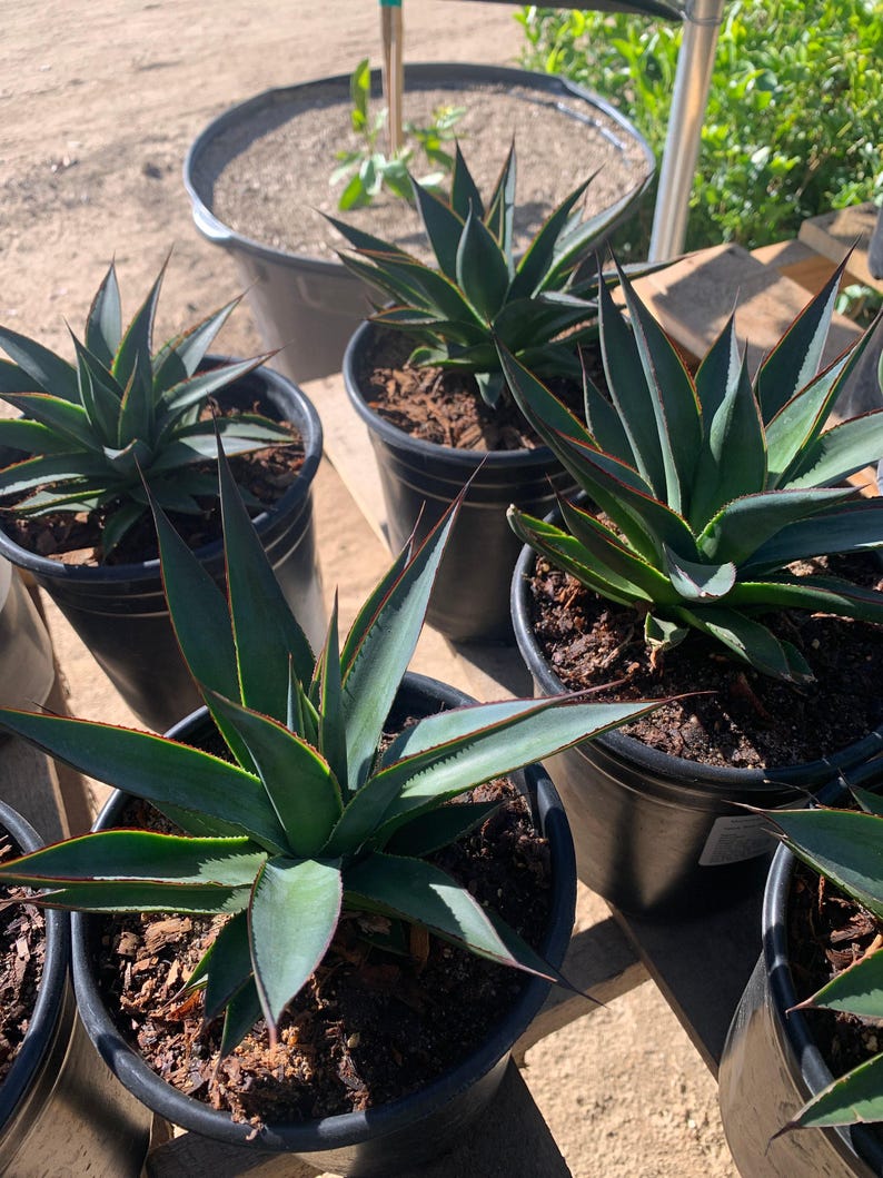 Agave Plant 1 Gallon Pot Blue Glow Agave americana 'Blue Glow' 4-6" Tall Succulent Houseplant