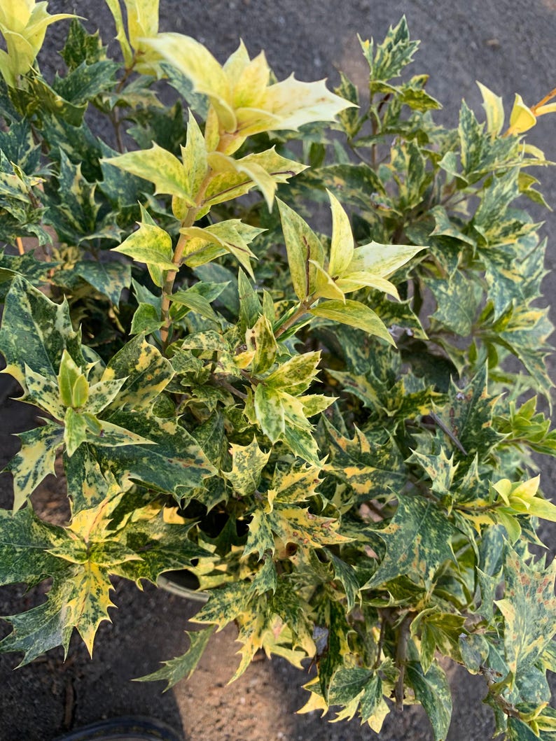 Goshiki Fall Holly Plant in 1 Gallon Pot - Osmanthus heterophyllus 'Goshiki' - Pink, Creamy, Gold, Bronze Variegated Leaves