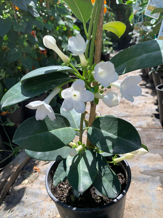Madagascar Jasmine Plant - 1ft Evergreen Twining Vine - Fragrant White Flowers - Stephanotis floribunda in 6" Pot