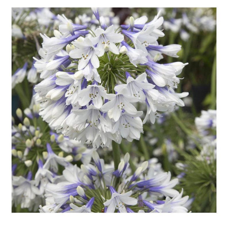 Agapanthus Plant 6" Pot Indigo Frost Bicolor Blooms Agapanthus indigo frost - Deciduous Perennial Attracts Bees & Butterflies