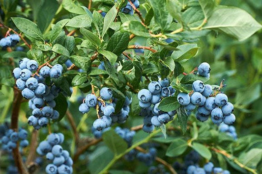 Misty Blueberry Starter Plant - 1ft Tall in 6" Pot - Vaccinium 'Misty' Blueberry Bush for Home Garden