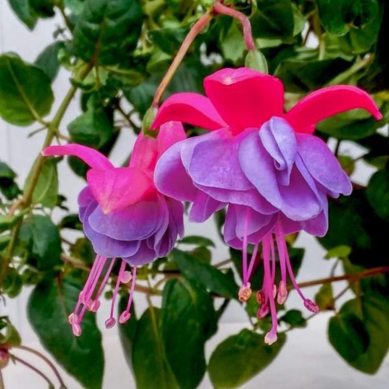 Fuchsia Winston Churchill Live Plant in 6