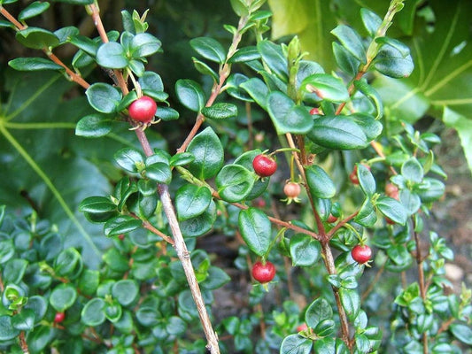Chilean Guava Starter Plant - 4" Tall Evergreen Shrub - Ugni Molinae - Flowers Spring to Summer - Well-Drained Soil Required