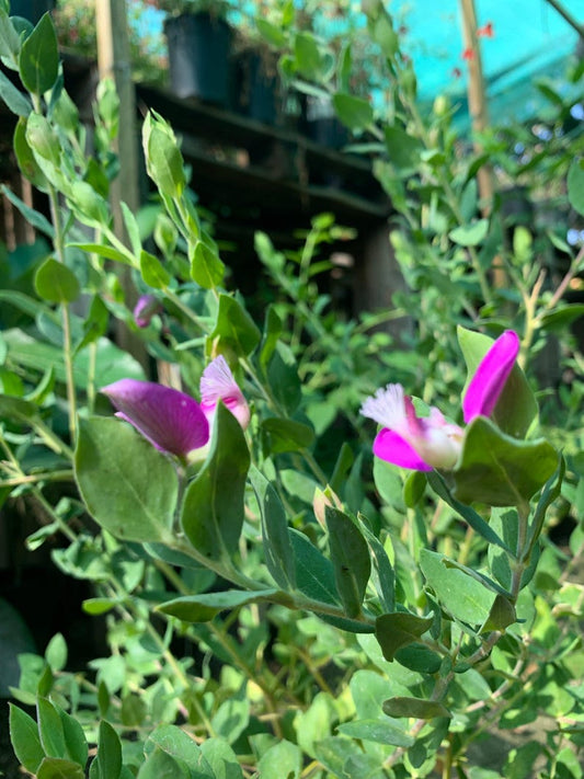 Live Sweet Pea Shrub Plant 1-2ft in 6” Pot - Polygala dalmaisiana - Evergreen with Deep Magenta Violet Flowers