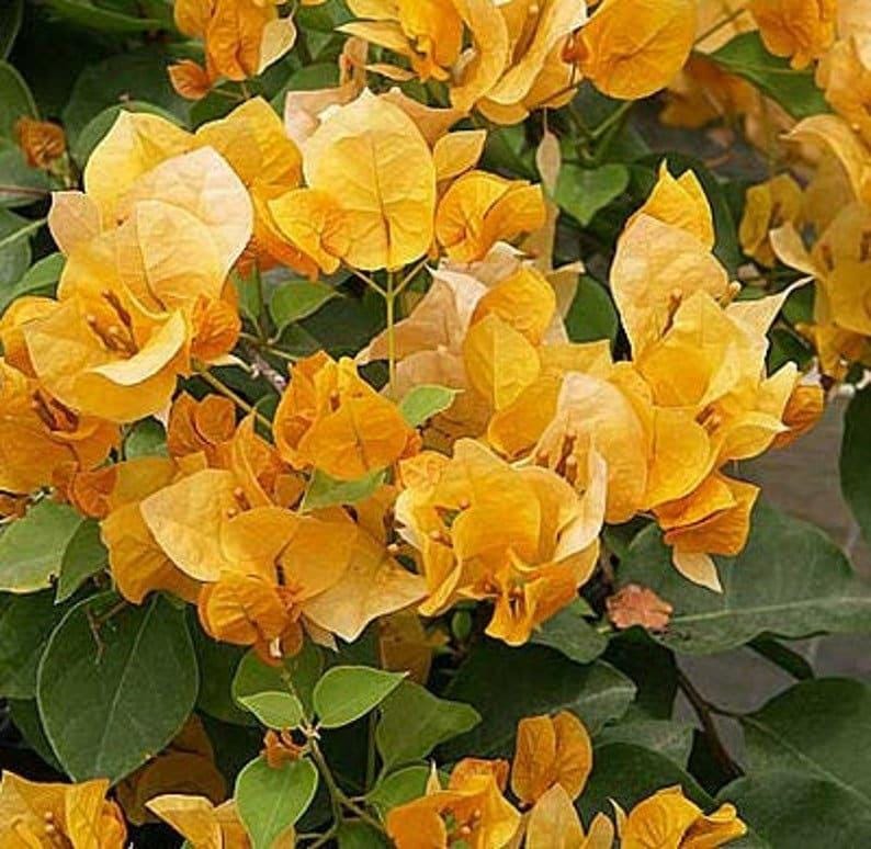 Bougainvillea Live Plant 1-2 ft California Gold Bronze-Orange Flowers Bougainvillea glabra 3 Gallon Pot