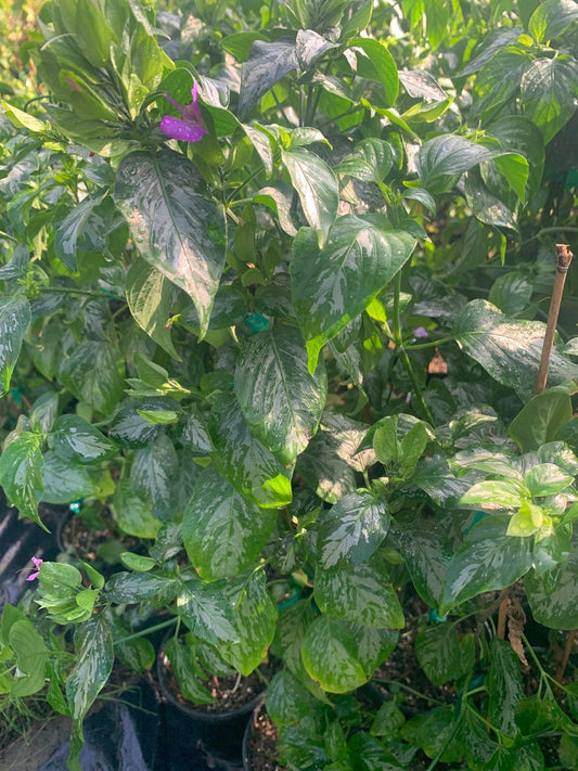 Magenta Leaf Plant 2ft Live in 6” Pot - Lá C?m - Colorful Foliage for Home Decor, Edible Herb