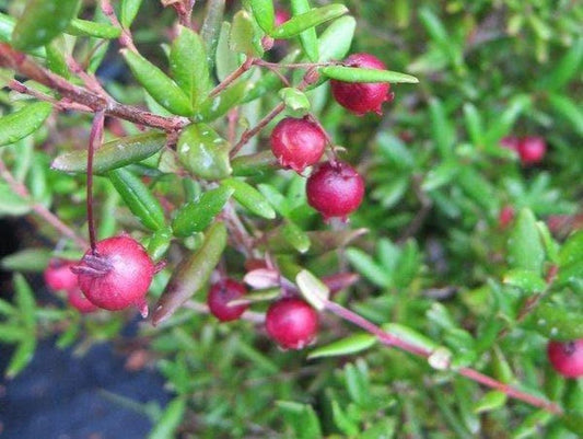 Chilean Guava Plant - 1 Starter in 6" Pot - Ugni molinae - Aromatic Evergreen Shrub with Flavorful Fruit