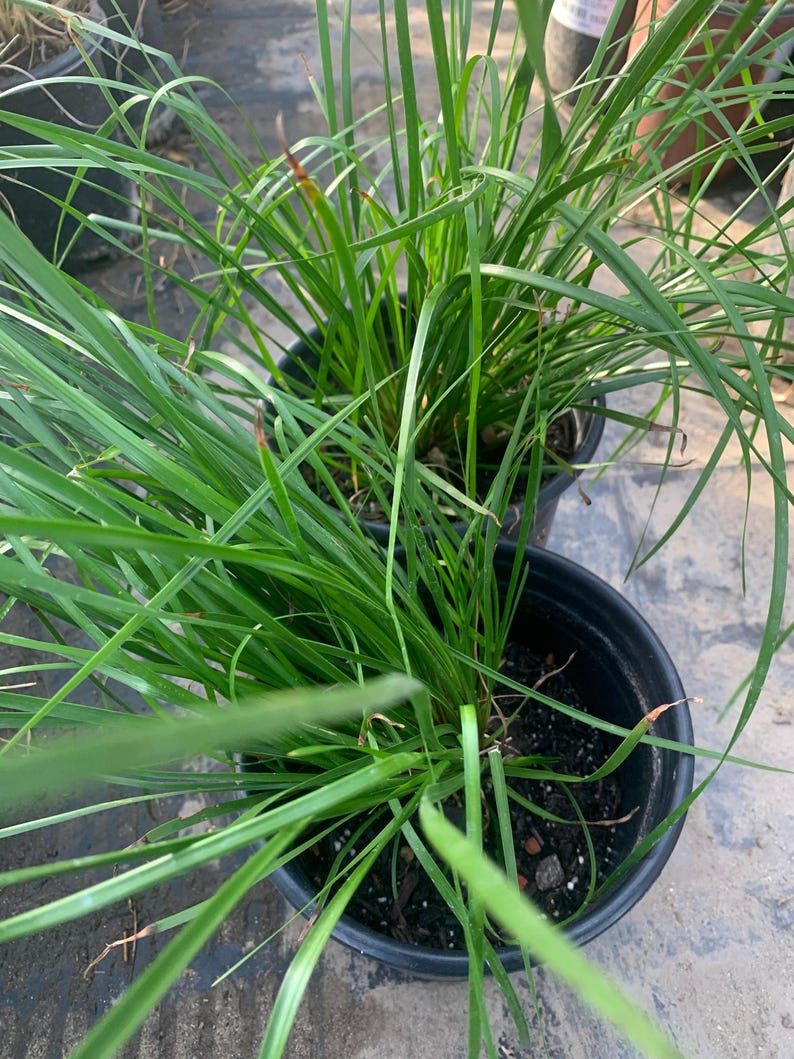Lomandra longifolia ‘Breeze’ Ground Cover Plant in 6" Pot - Low Maintenance, Part Sun to Full Shade