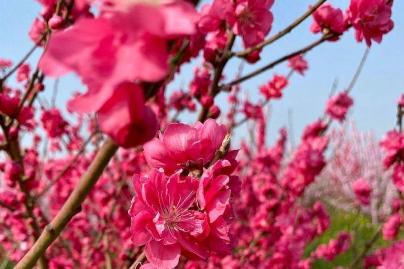 Early Red Flowering Peach Tree - 3 Gal Pot - Prunus persica - Double Red Flowers - Deciduous - Spring Blooms - Zones 6-9