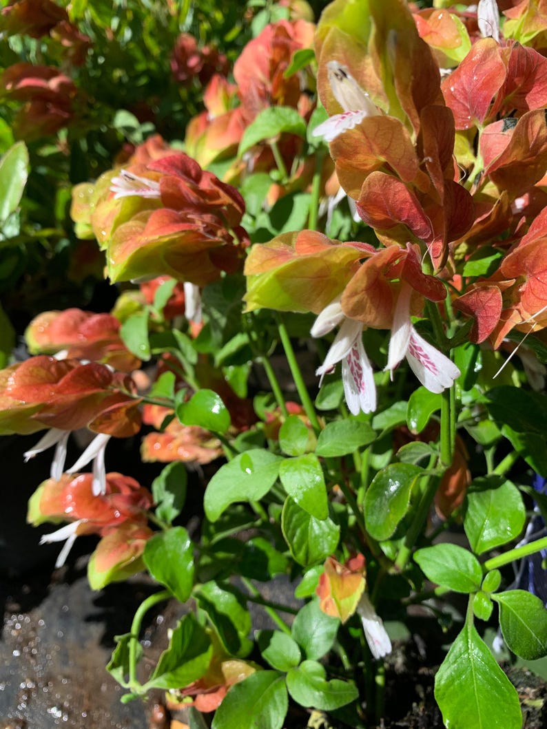 Shrimp Plant - Live 6” Pot - Unique Flowers - Justicia brandegeeana