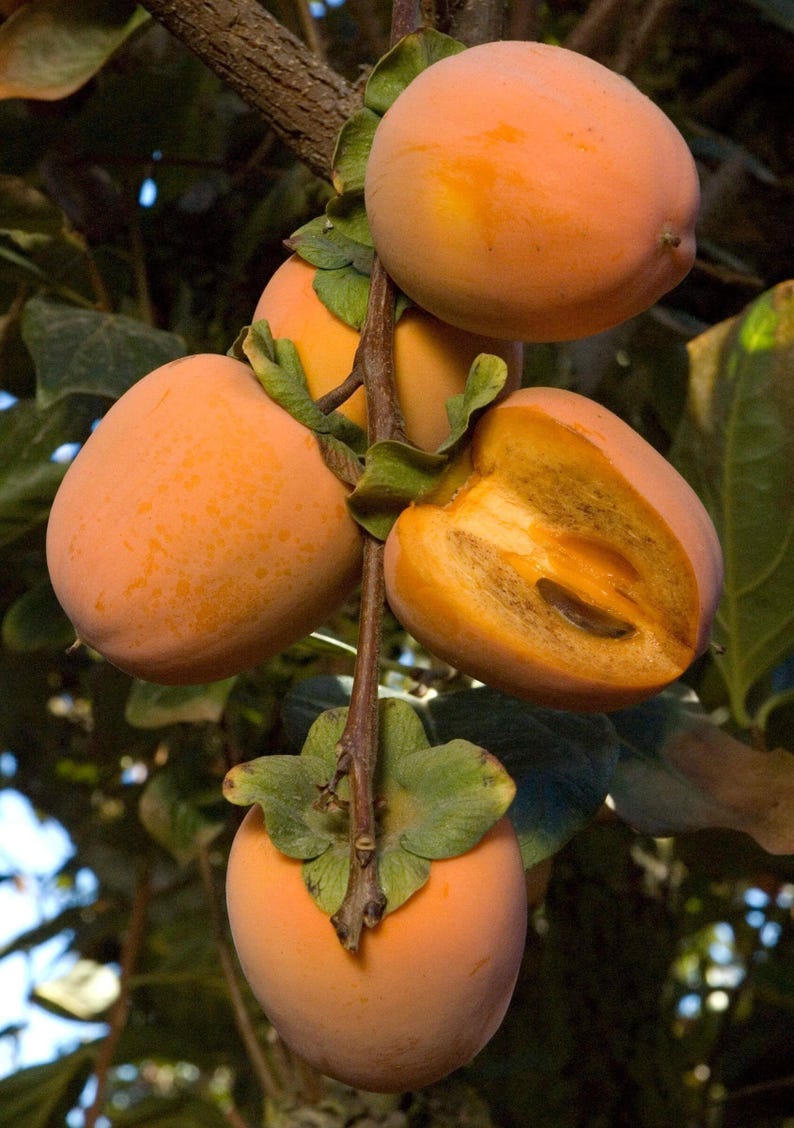 Chocolate Persimmon Tree - Grafted 3 Gal Pot - Diospyros digyna - Sweet Red Skin, Firm Brown Flesh, Self-Fruitful Variety