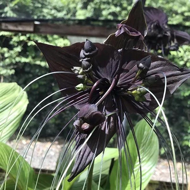 Bat Flower Plant in 4" Pot, Black Bat Flower, Tacca chantrieri - Exotic Indoor/Outdoor Bloom
