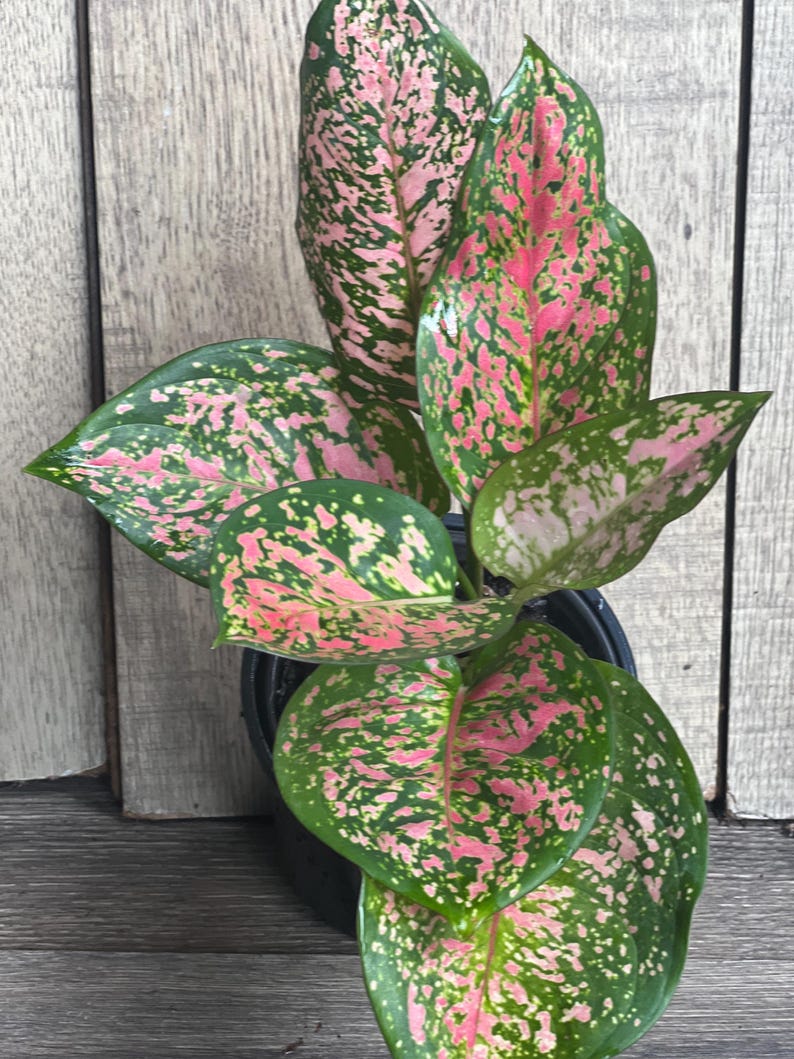 Aglaonema Wishes Plant - 4" Pot - Variegated Red Valentine - Aglaonema 'Wishes' - Vibrant Indoor Houseplant for Home Decor