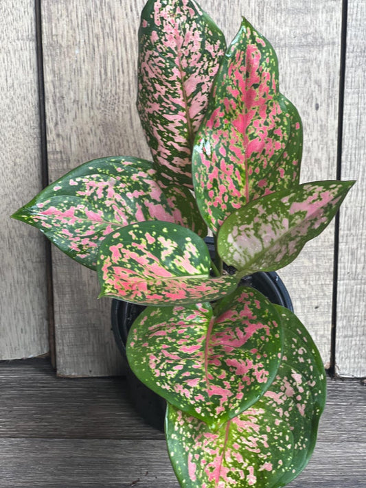Aglaonema Wishes Plant - 4" Pot - Variegated Red Valentine - Aglaonema 'Wishes' - Vibrant Indoor Houseplant for Home Decor