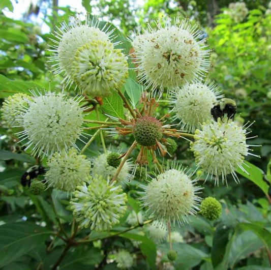 Button Bush Plant - 3 ft Tall - Cephalanthus occidentalis - Native Wetland Shrub for Gardens and Landscapes