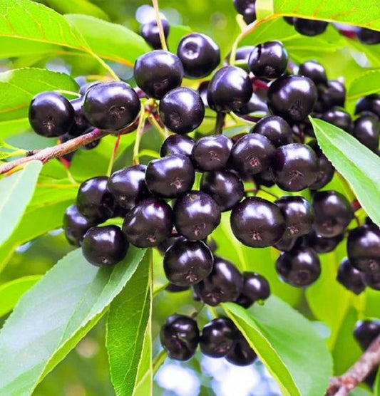 Choke Cherry Plant - Large Prunus virginiana - Wildlife Habitat, Windbreak, Edible Fruit