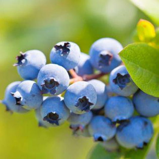 Blueberry Plant - Half Gallon Pot - Cold Hardy, Easy to Grow - Vaccinium corymbosum