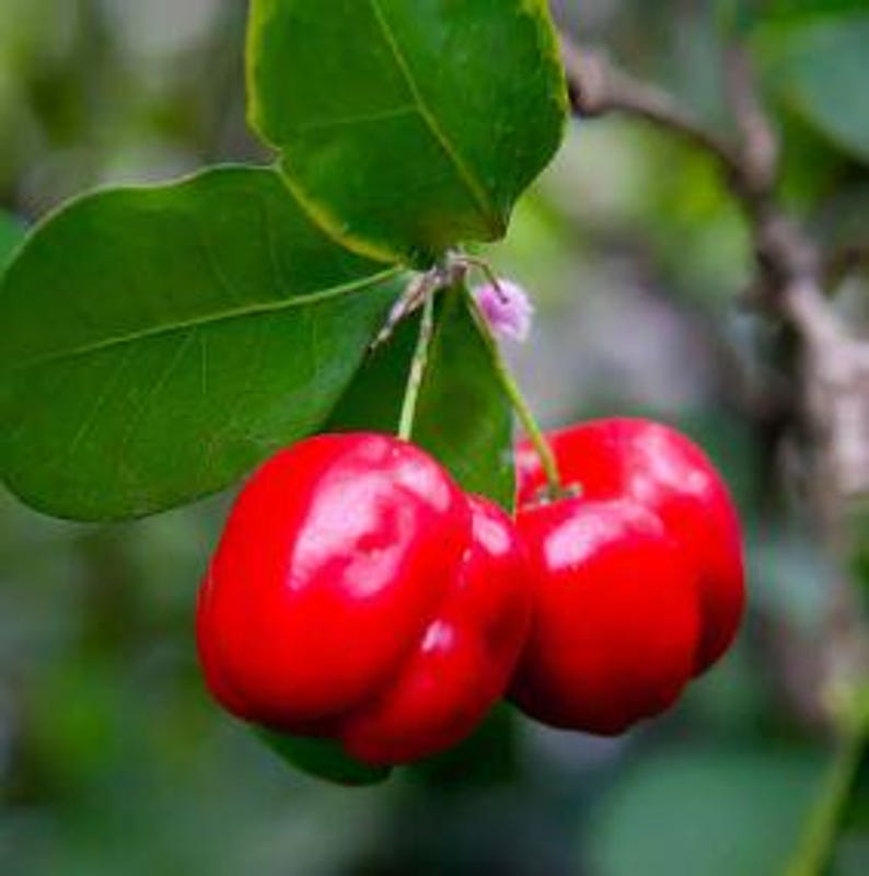 Barbados Cherry Plant - Half Gallon Pot - Fast Growing - Malpighia emarginata