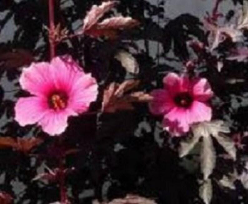 Hibiscus Plant 4 Inch Pot Mahogany Splendor Variegated Foliage (Hibiscus rosa-sinensis)