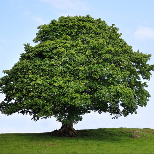 American Sycamore Tree 2-3' - Fast Growing Shade Tree, Platanus occidentalis, Adaptable for Any Soil, Immediate Shipping