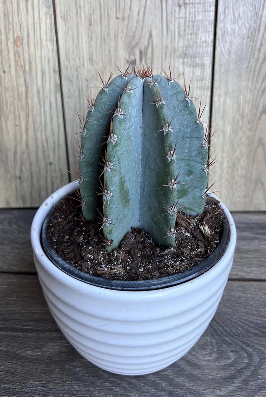 Cereus Peruvianus Cactus in 6" Pot, Giant Peruvian Apple Cactus, Cereus repandus, Indoor/Outdoor Plant